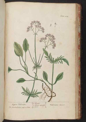 Reproducción/Reproduction 8361169329: A curious herbal. London : Printed for Samuel Harding, 1737-1739.