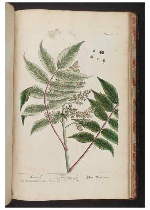 Reproducción/Reproduction 8361169853: A curious herbal. London : Printed for Samuel Harding, 1737-1739.