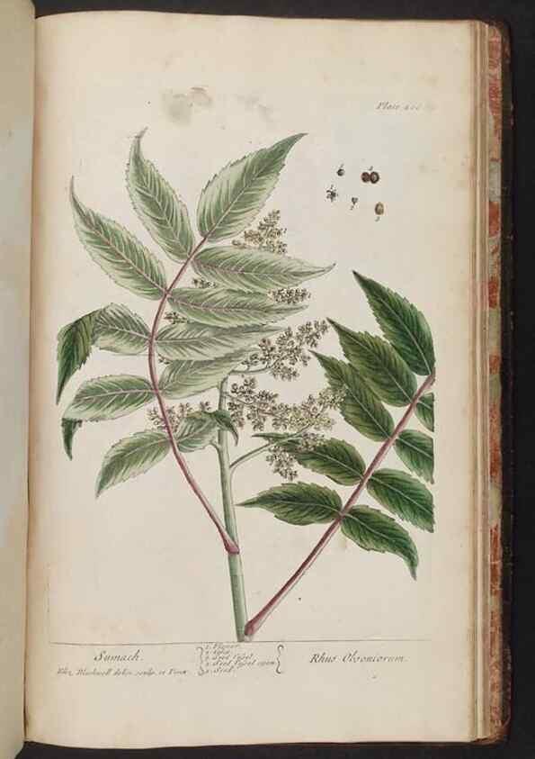 Reproducción/Reproduction 8361169853: A curious herbal. London : Printed for Samuel Harding, 1737-1739.