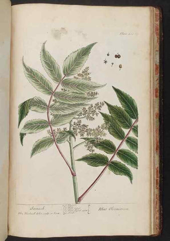 Reproducción/Reproduction 8361169853: A curious herbal. London : Printed for Samuel Harding, 1737-1739.