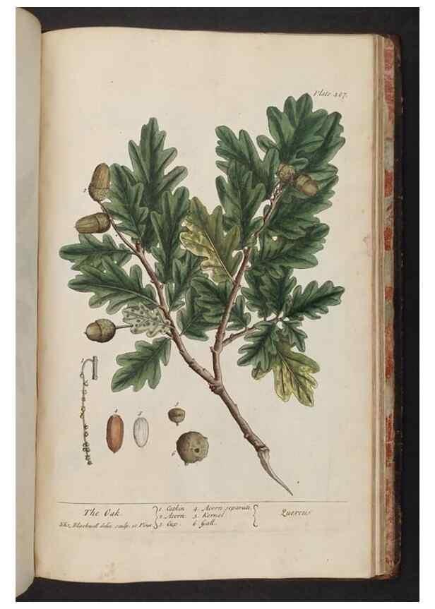 Reproducción/Reproduction 8362231312: A curious herbal. London : Printed for Samuel Harding, 1737-1739.