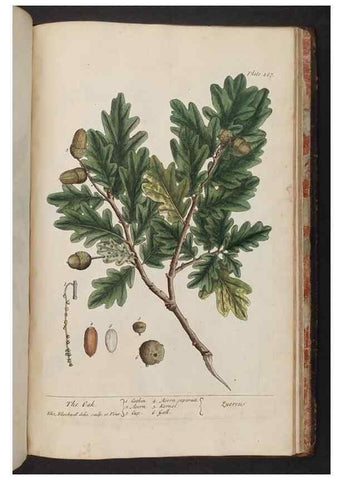 Reproducción/Reproduction 8362231312: A curious herbal. London : Printed for Samuel Harding, 1737-1739.