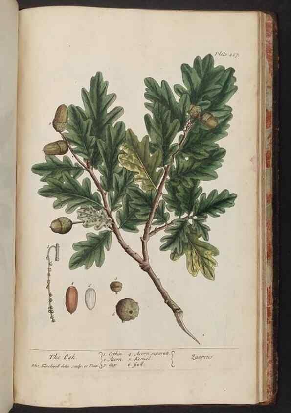 Reproducción/Reproduction 8362231312: A curious herbal. London : Printed for Samuel Harding, 1737-1739.
