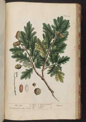 Reproducción/Reproduction 8362231312: A curious herbal. London : Printed for Samuel Harding, 1737-1739.