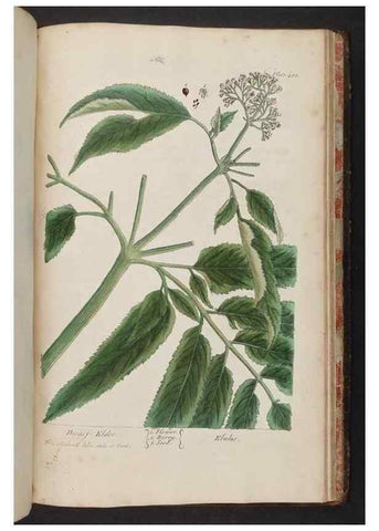 Reproducción/Reproduction 8362231538: A curious herbal. London : Printed for Samuel Harding, 1737-1739.