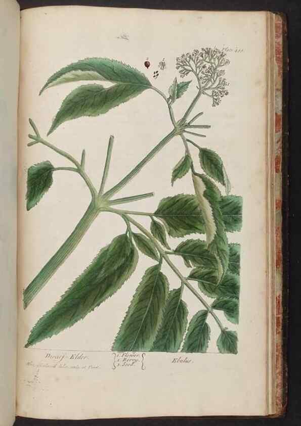 Reproducción/Reproduction 8362231538: A curious herbal. London : Printed for Samuel Harding, 1737-1739.
