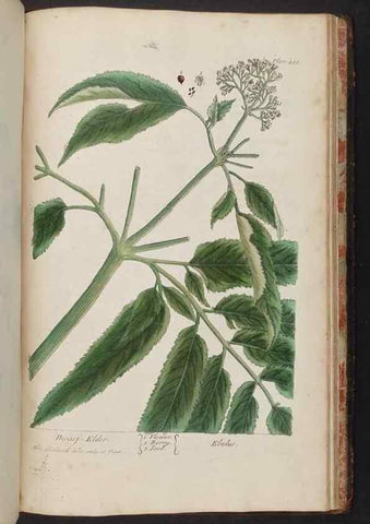 Reproducción/Reproduction 8362231538: A curious herbal. London : Printed for Samuel Harding, 1737-1739.