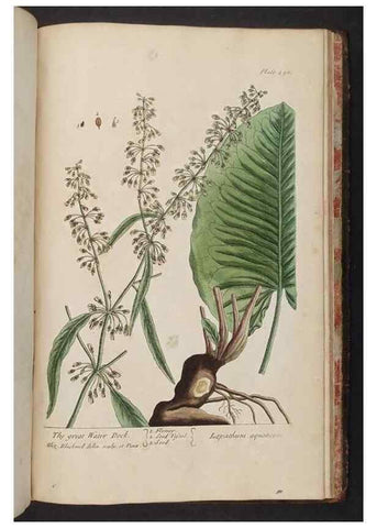 Reproducción/Reproduction 8362231894: A curious herbal. London : Printed for Samuel Harding, 1737-1739.