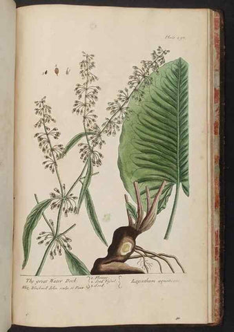 Reproducción/Reproduction 8362231894: A curious herbal. London : Printed for Samuel Harding, 1737-1739.