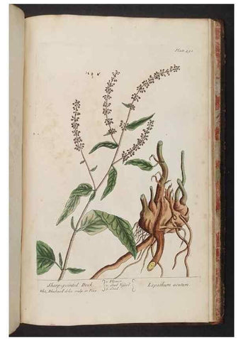 Reproducción/Reproduction 8362232092: A curious herbal. London : Printed for Samuel Harding, 1737-1739.