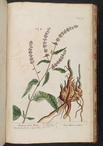 Reproducción/Reproduction 8362232092: A curious herbal. London : Printed for Samuel Harding, 1737-1739.