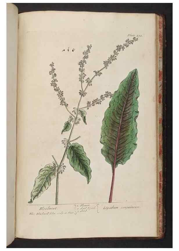 Reproducción/Reproduction 8361171005: A curious herbal. London : Printed for Samuel Harding, 1737-1739.