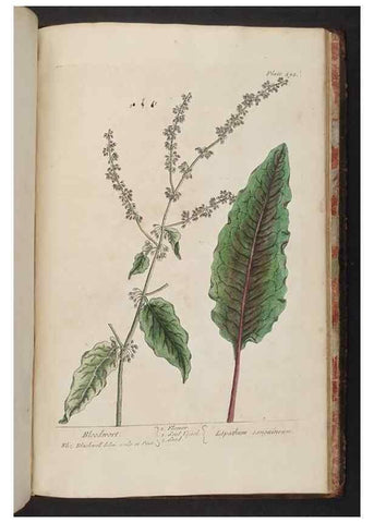Reproducción/Reproduction 8361171005: A curious herbal. London : Printed for Samuel Harding, 1737-1739.