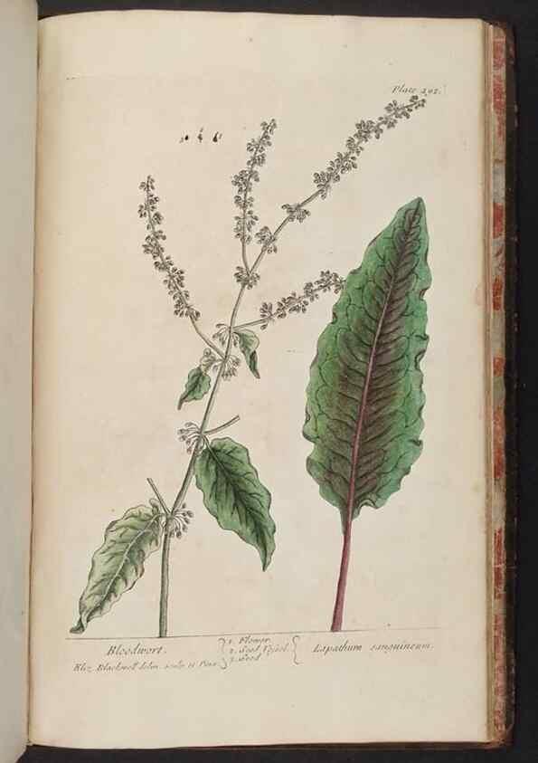 Reproducción/Reproduction 8361171005: A curious herbal. London : Printed for Samuel Harding, 1737-1739.