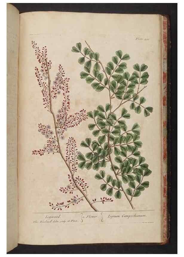 Reproducción/Reproduction 8362232574: A curious herbal. London : Printed for Samuel Harding, 1737-1739.