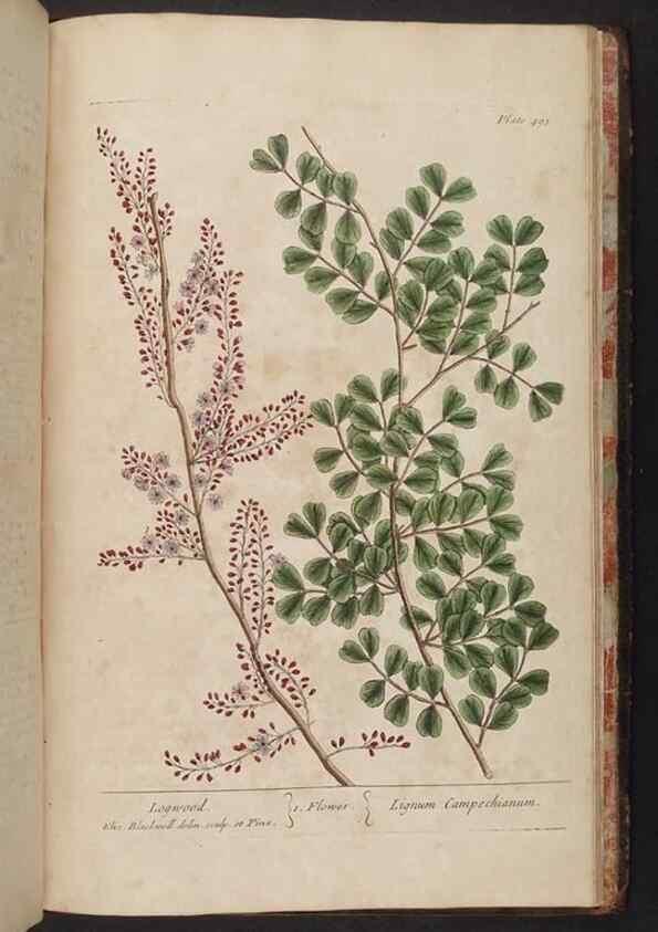 Reproducción/Reproduction 8362232574: A curious herbal. London : Printed for Samuel Harding, 1737-1739.