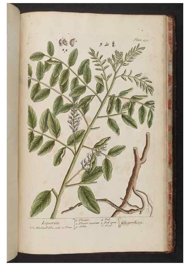 Reproducción/Reproduction 8362233004: A curious herbal. London : Printed for Samuel Harding, 1737-1739.