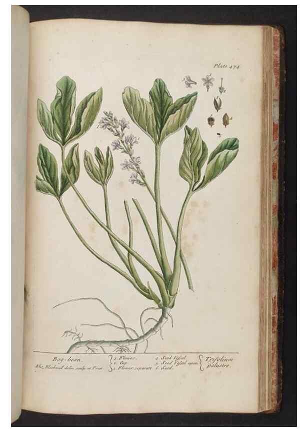 Reproducción/Reproduction 8361166919: A curious herbal. London : Printed for Samuel Harding, 1737-1739.