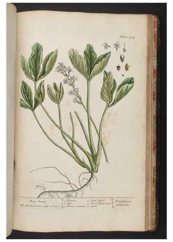 Reproducción/Reproduction 8361166919: A curious herbal. London : Printed for Samuel Harding, 1737-1739.