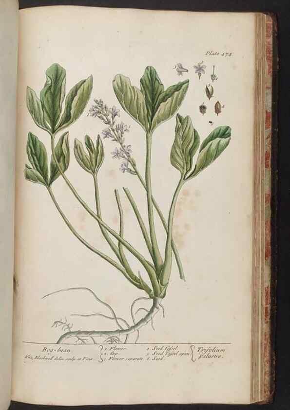 Reproducción/Reproduction 8361166919: A curious herbal. London : Printed for Samuel Harding, 1737-1739.