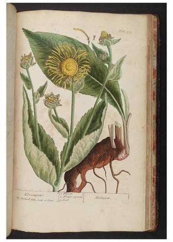 Reproducción/Reproduction 8362227716: A curious herbal. London : Printed for Samuel Harding, 1737-1739.