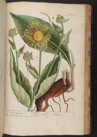 Reproducción/Reproduction 8362227716: A curious herbal. London : Printed for Samuel Harding, 1737-1739.