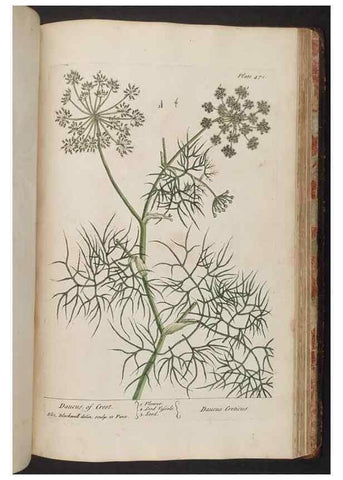 Reproducción/Reproduction 8361166237: A curious herbal. London : Printed for Samuel Harding, 1737-1739.