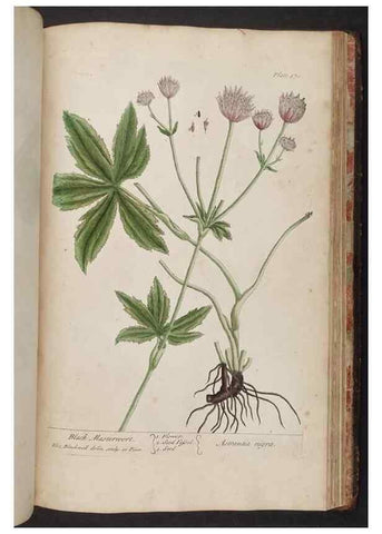 Reproducción/Reproduction 8362226836: A curious herbal. London : Printed for Samuel Harding, 1737-1739.