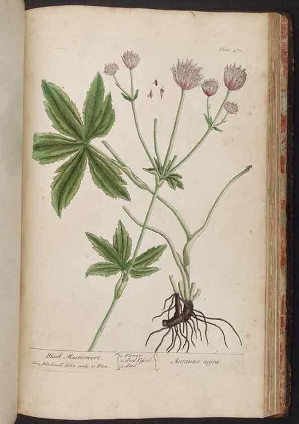 Reproducción/Reproduction 8362226836: A curious herbal. London : Printed for Samuel Harding, 1737-1739.