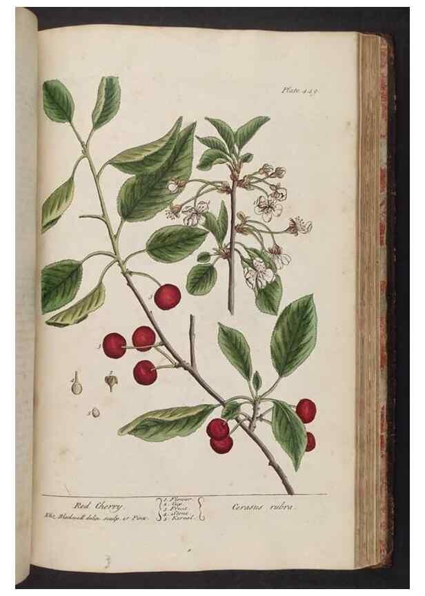 Reproducción/Reproduction 8362217928: A curious herbal. London : Printed for Samuel Harding, 1737-1739.