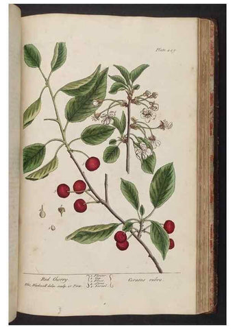 Reproducción/Reproduction 8362217928: A curious herbal. London : Printed for Samuel Harding, 1737-1739.