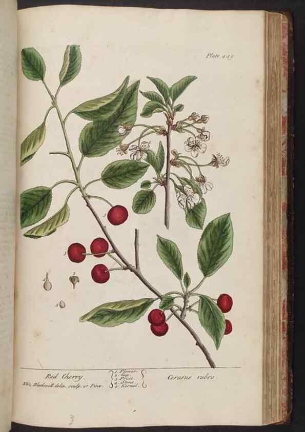 Reproducción/Reproduction 8362217928: A curious herbal. London : Printed for Samuel Harding, 1737-1739.