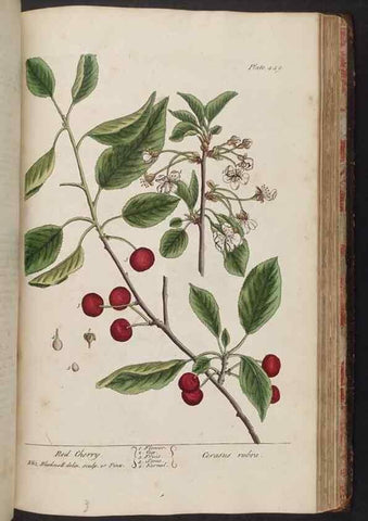 Reproducción/Reproduction 8362217928: A curious herbal. London : Printed for Samuel Harding, 1737-1739.