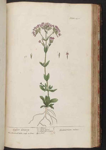 Reproducción/Reproduction 8362221278: A curious herbal. London : Printed for Samuel Harding, 1737-1739.