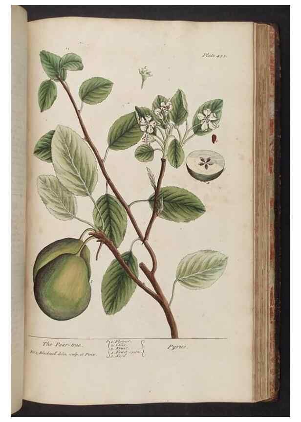 Reproducción/Reproduction 8362221498: A curious herbal. London : Printed for Samuel Harding, 1737-1739.