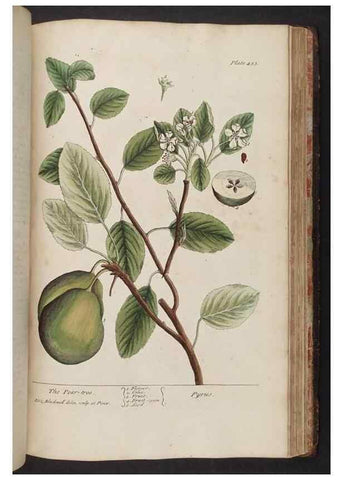 Reproducción/Reproduction 8362221498: A curious herbal. London : Printed for Samuel Harding, 1737-1739.