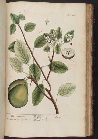 Reproducción/Reproduction 8362221498: A curious herbal. London : Printed for Samuel Harding, 1737-1739.