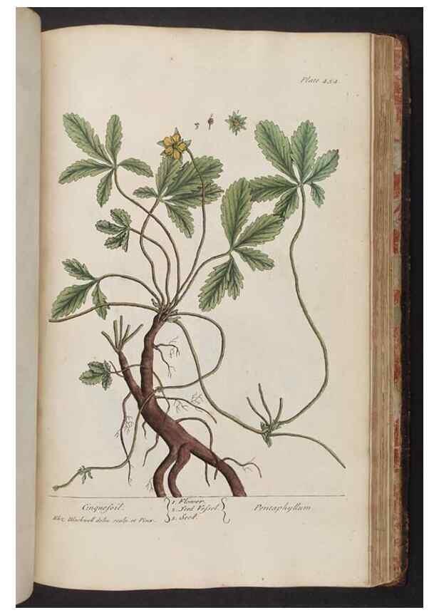 Reproducción/Reproduction 8362221996: A curious herbal. London : Printed for Samuel Harding, 1737-1739.