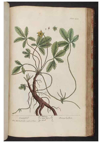 Reproducción/Reproduction 8362221996: A curious herbal. London : Printed for Samuel Harding, 1737-1739.