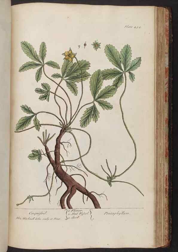 Reproducción/Reproduction 8362221996: A curious herbal. London : Printed for Samuel Harding, 1737-1739.