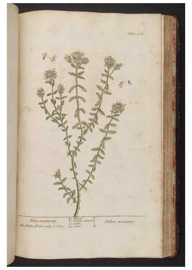Reproducción/Reproduction 8362222522: A curious herbal. London : Printed for Samuel Harding, 1737-1739.