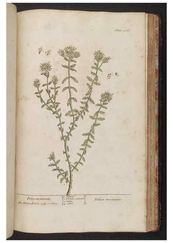 Reproducción/Reproduction 8362222522: A curious herbal. London : Printed for Samuel Harding, 1737-1739.