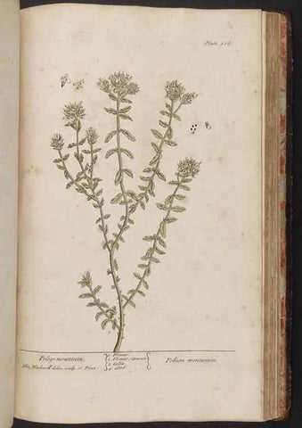 Reproducción/Reproduction 8362222522: A curious herbal. London : Printed for Samuel Harding, 1737-1739.