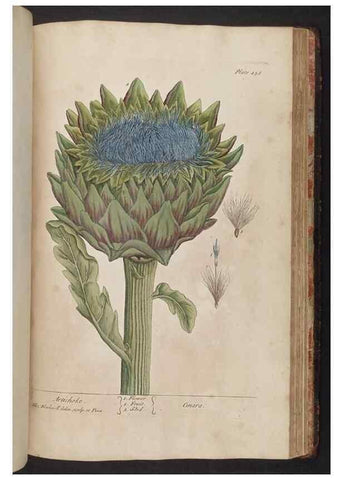Reproducción/Reproduction 8362222988: A curious herbal. London : Printed for Samuel Harding, 1737-1739.