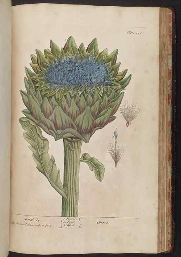 Reproducción/Reproduction 8362222988: A curious herbal. London : Printed for Samuel Harding, 1737-1739.