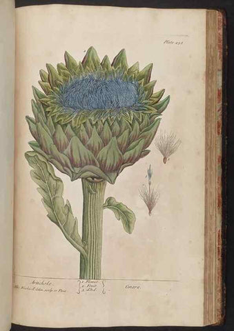 Reproducción/Reproduction 8362222988: A curious herbal. London : Printed for Samuel Harding, 1737-1739.