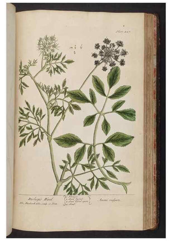 Reproducción/Reproduction 8362217562: A curious herbal. London : Printed for Samuel Harding, 1737-1739.