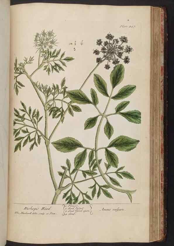 Reproducción/Reproduction 8362217562: A curious herbal. London : Printed for Samuel Harding, 1737-1739.