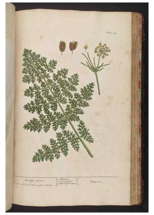 Reproducción/Reproduction 8362223256: A curious herbal. London : Printed for Samuel Harding, 1737-1739.