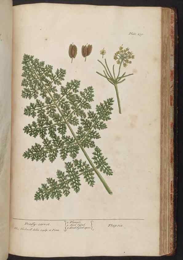 Reproducción/Reproduction 8362223256: A curious herbal. London : Printed for Samuel Harding, 1737-1739.